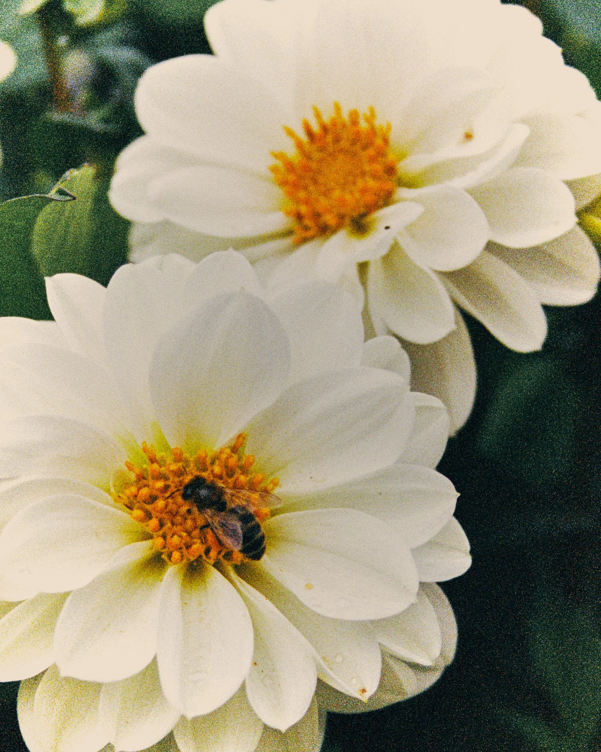 Close-up of white flowers with yellow centers, one flower has a bee on it.