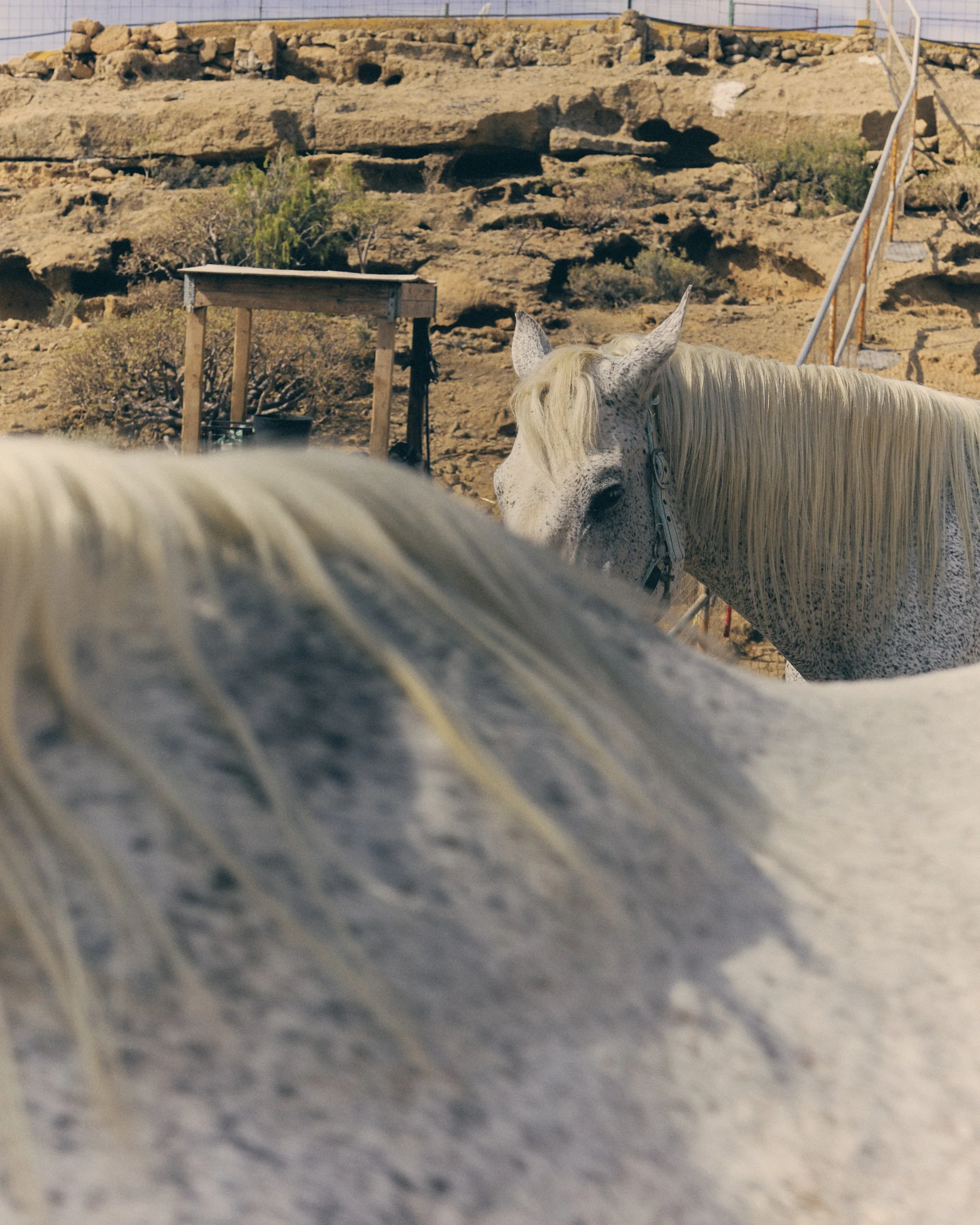 Two white horses in a dry, rocky outdoor area with a wooden structure in the background.