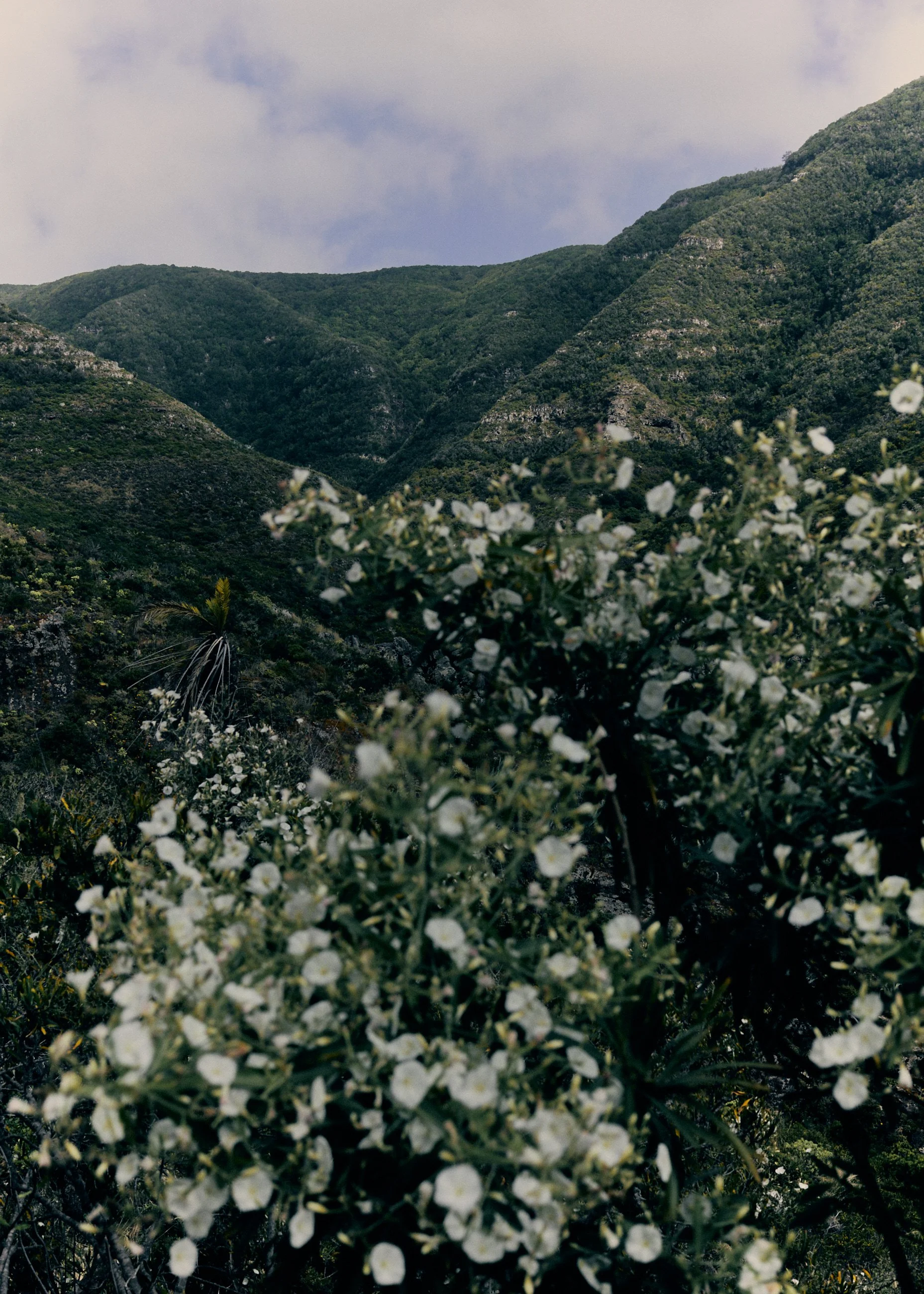 Mountains covered in green vegetation with white flowering bushes in the foreground under a partly cloudy sky.