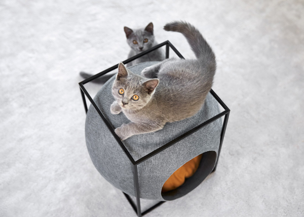 cocoon-furniture-for-cats.jpg