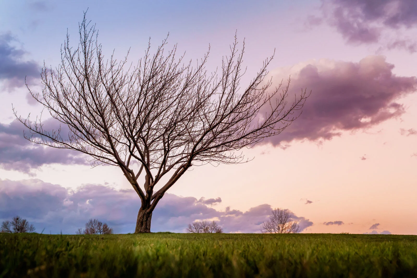 Spring is here - tree12.jpg