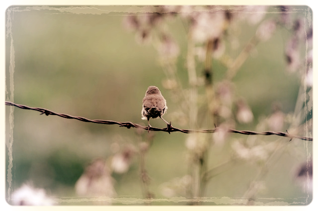 20120817_D7000_Deerlake-798.jpg.png