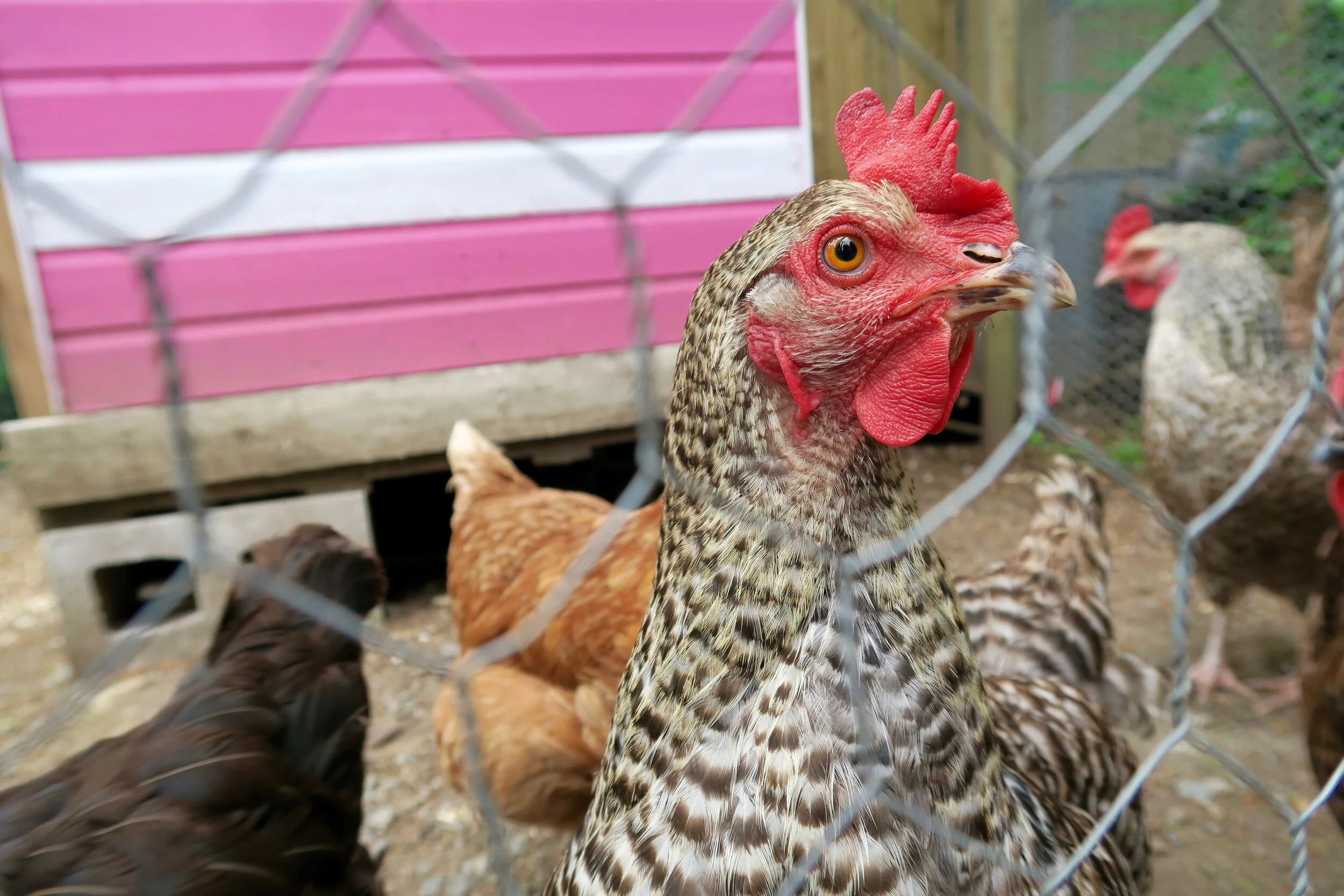 SKUNK AND BADGER published TODAY!