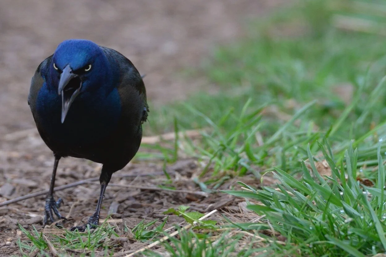 EGG MARKS THE SPOT published today! 