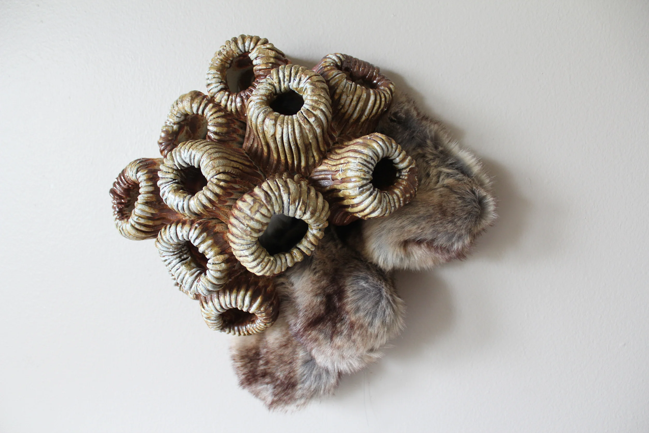 Favia Hybrid, 2013