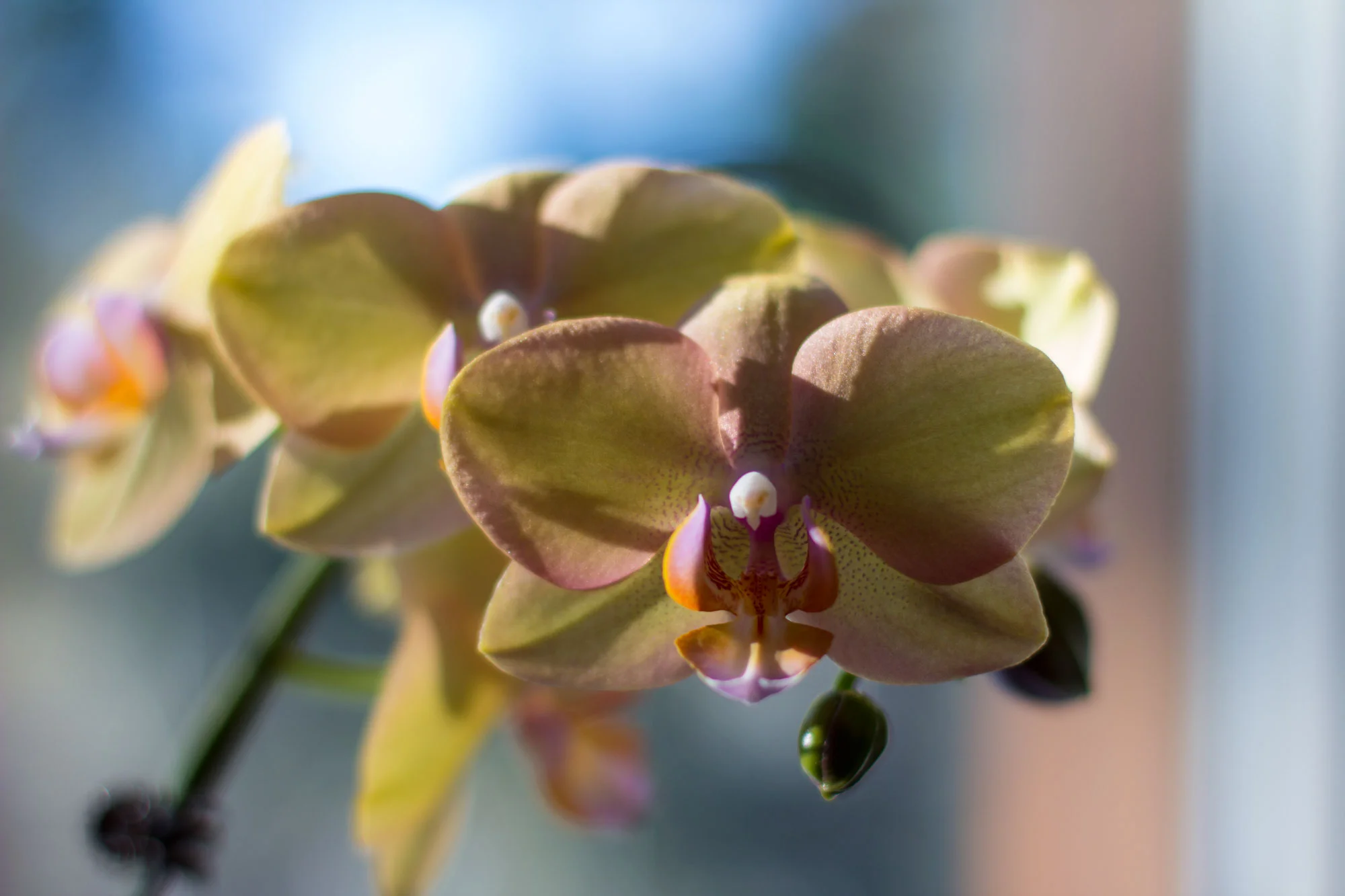 3d_orchid.jpg