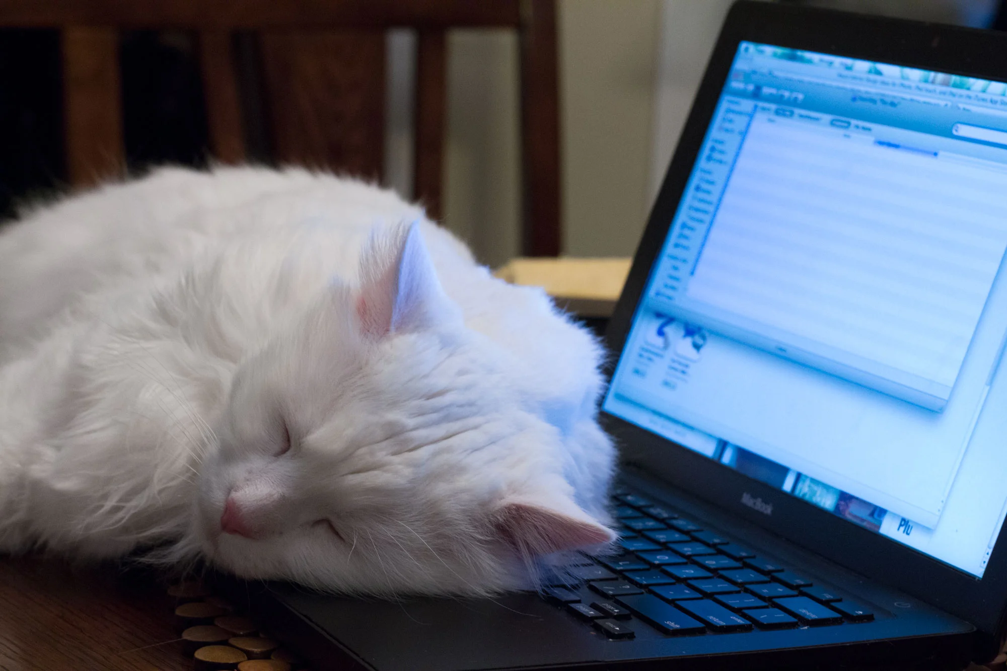 gabe_lapcat.jpg