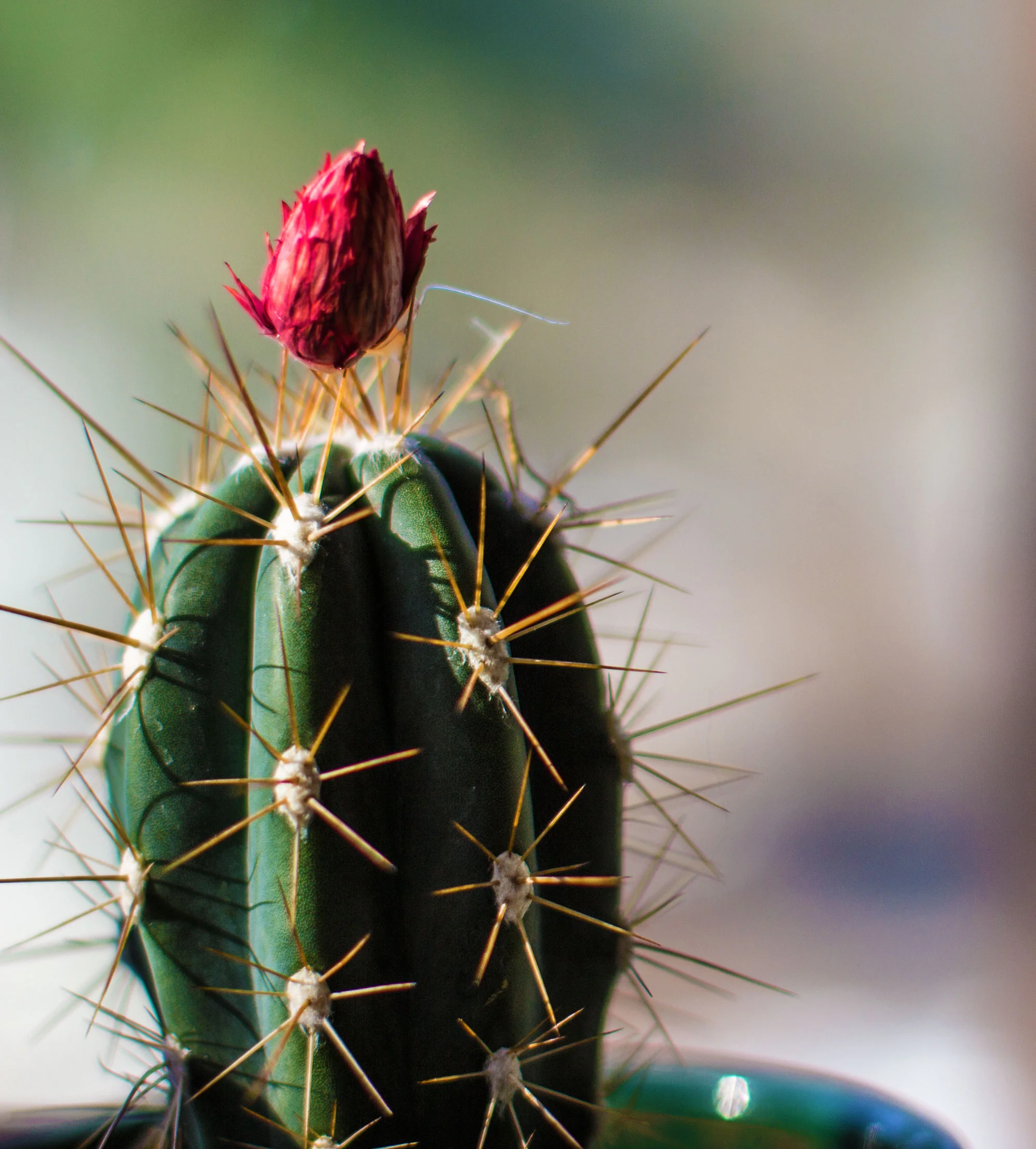cactus_flower.jpg
