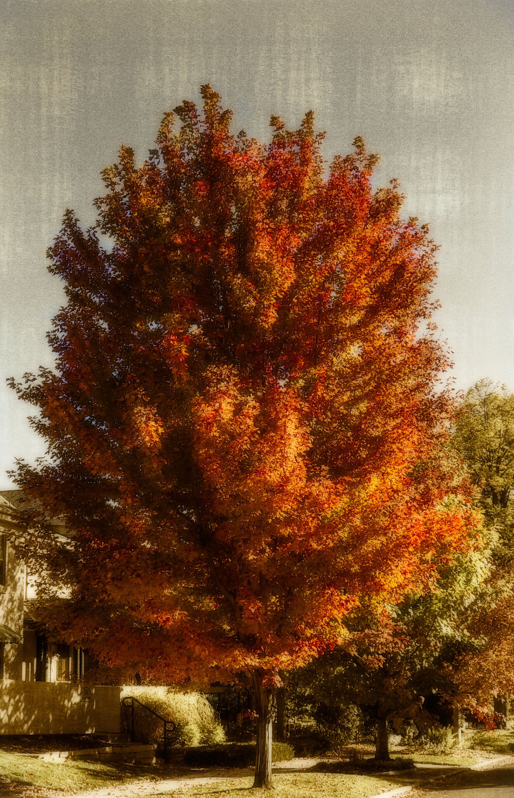 tree.jpg