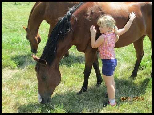 horseswithheart-291x300.jpg