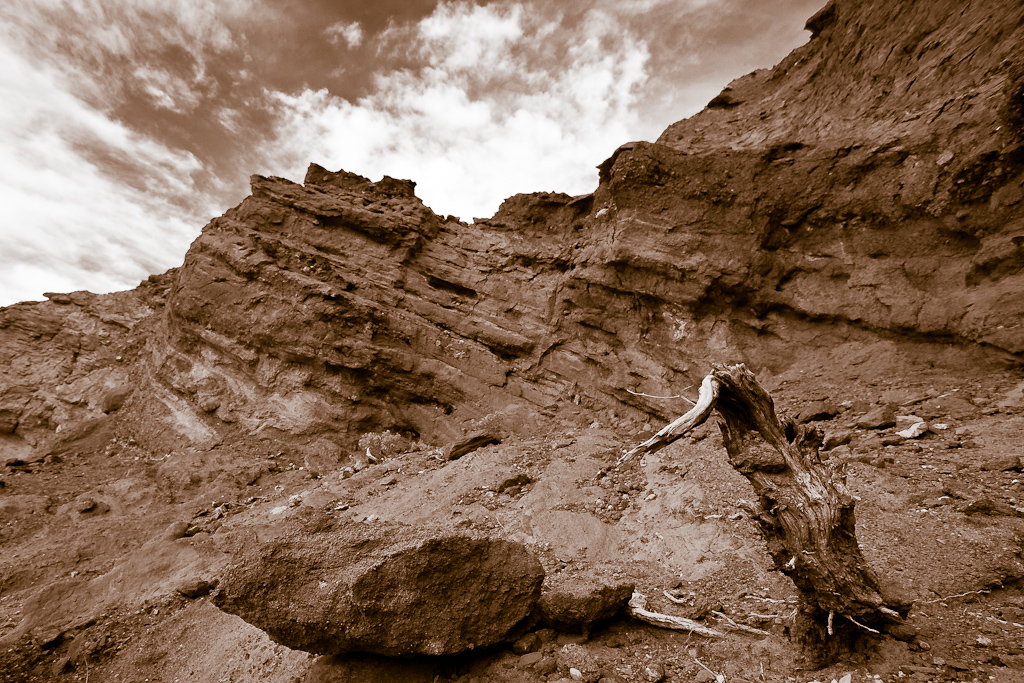 Death Valley Shrub.jpg