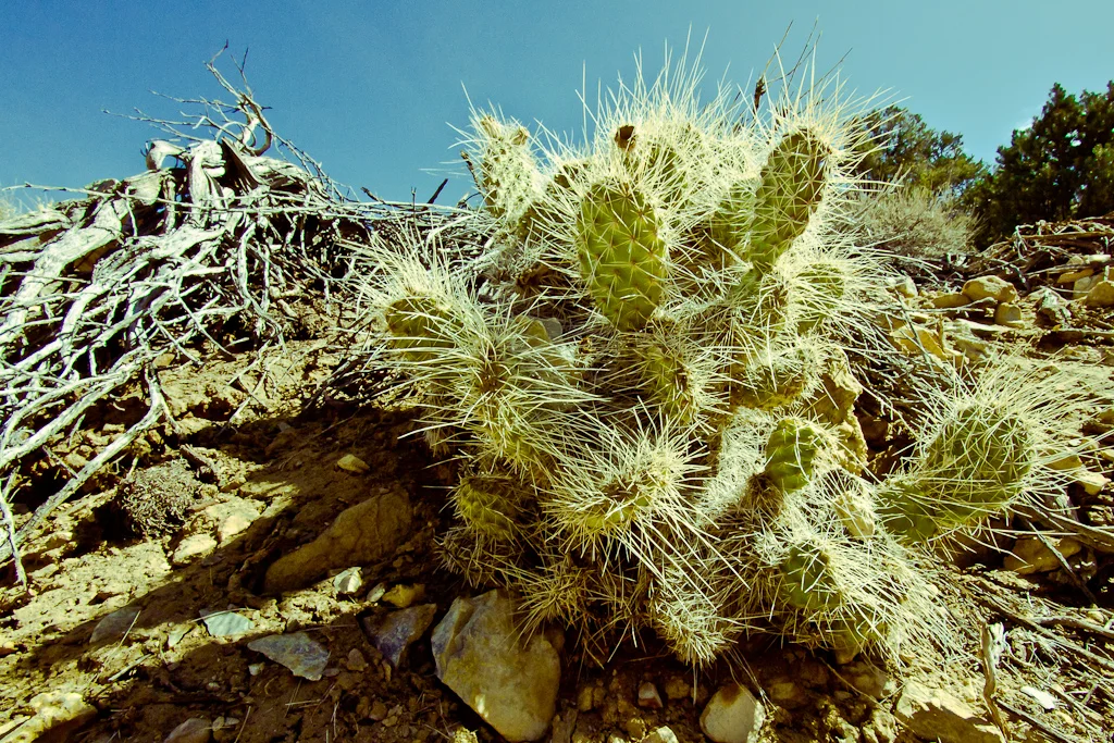 Desert Cactus.jpg