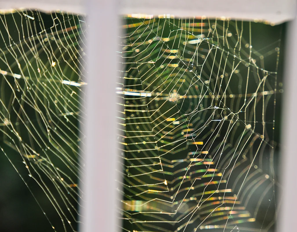 Cobwebs.jpg