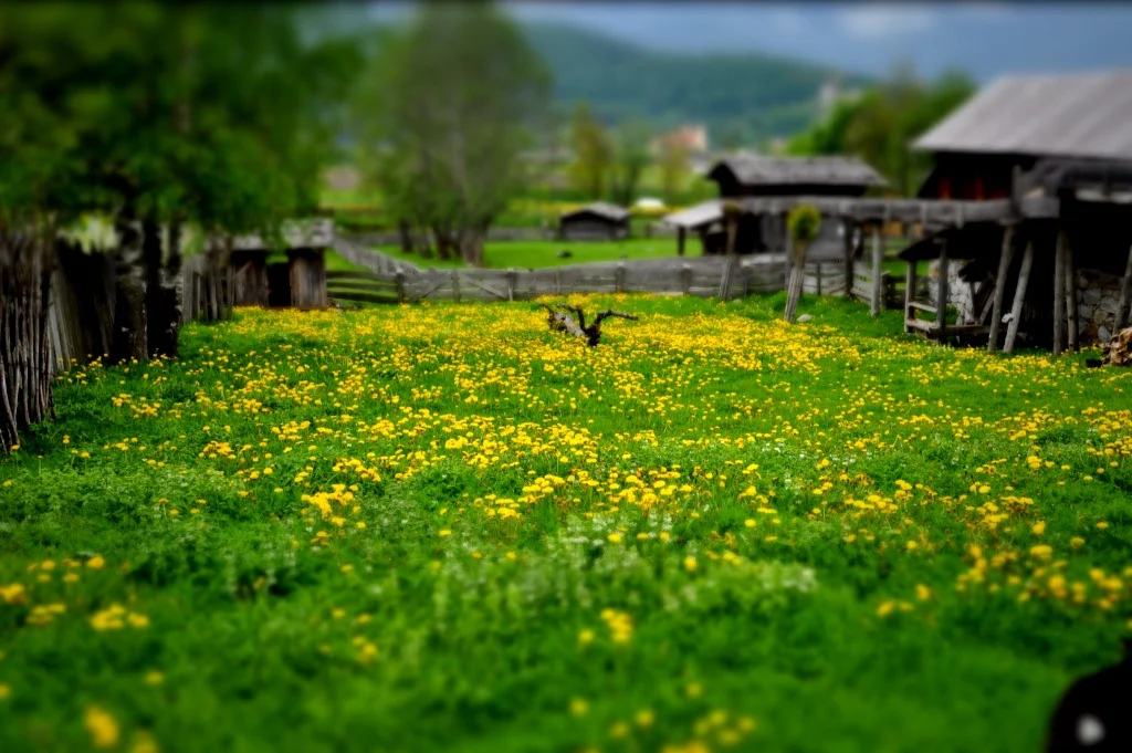 fields_4710729427_l.jpg