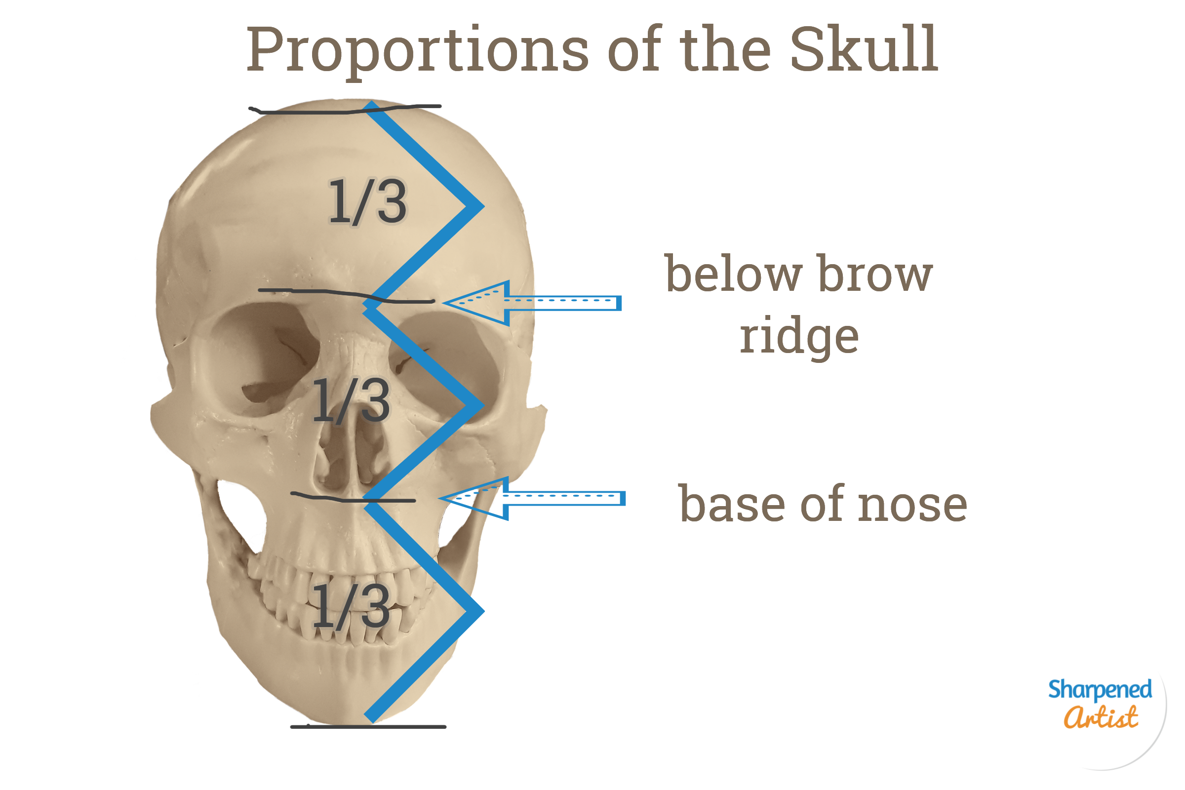 Portrait Prep Series Lesson 2 The Skull Muscle And Skin — Sharpened