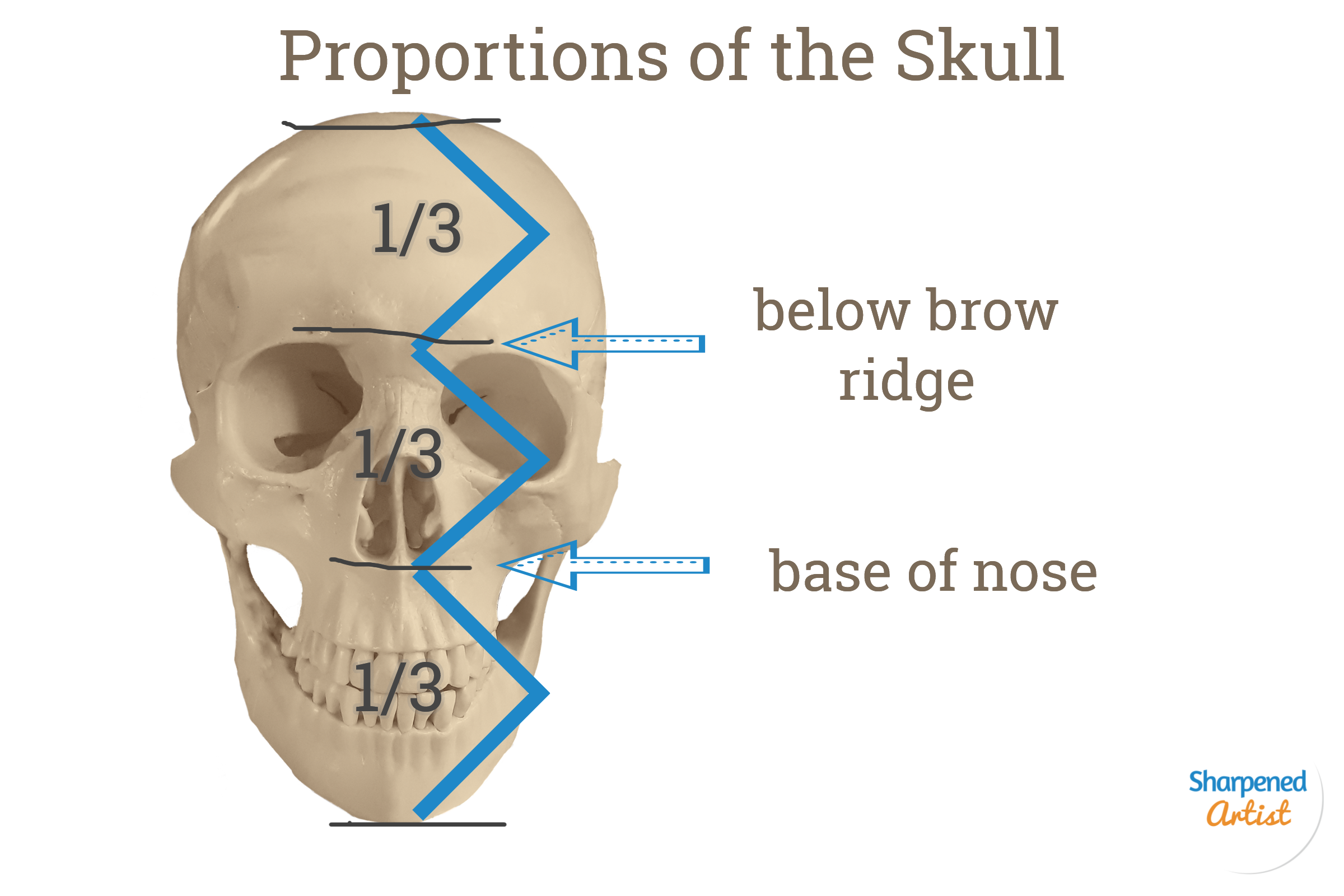 Portrait Prep Series Lesson 2 The Skull Muscle And Skin — Sharpened