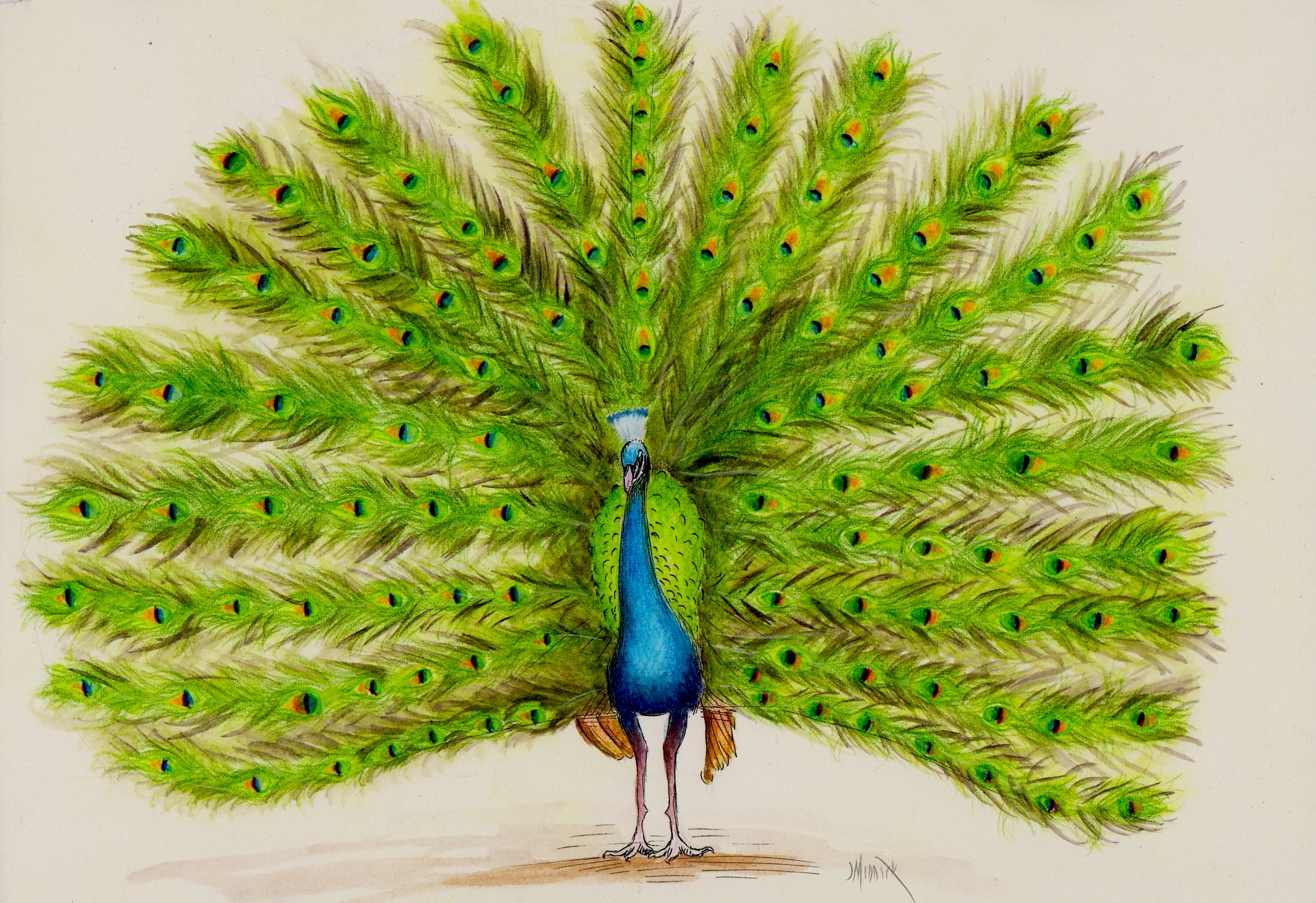 peacock.jpg