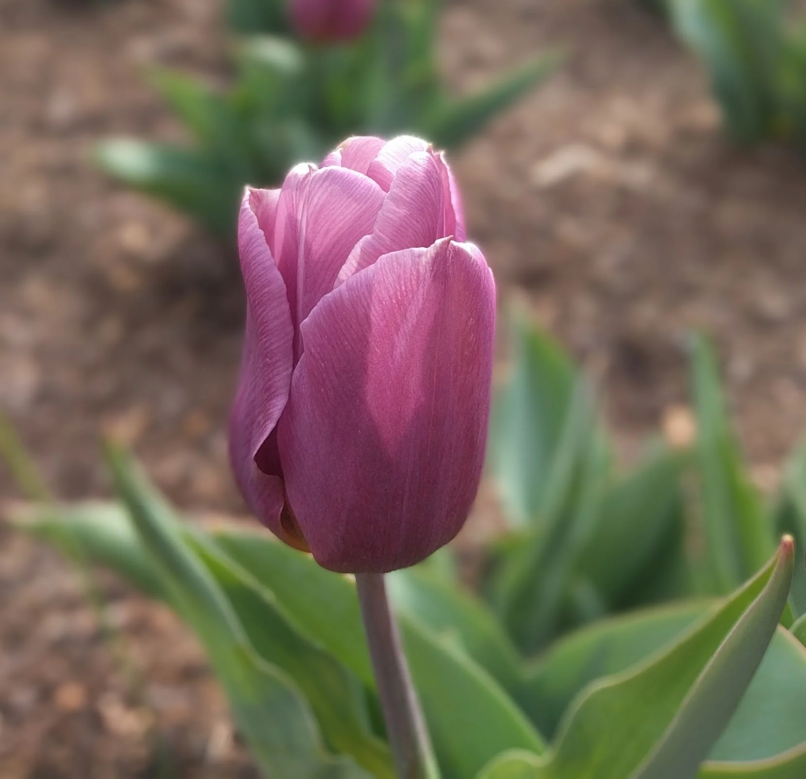 Art Reference Flower - Taken in Asheville, NC