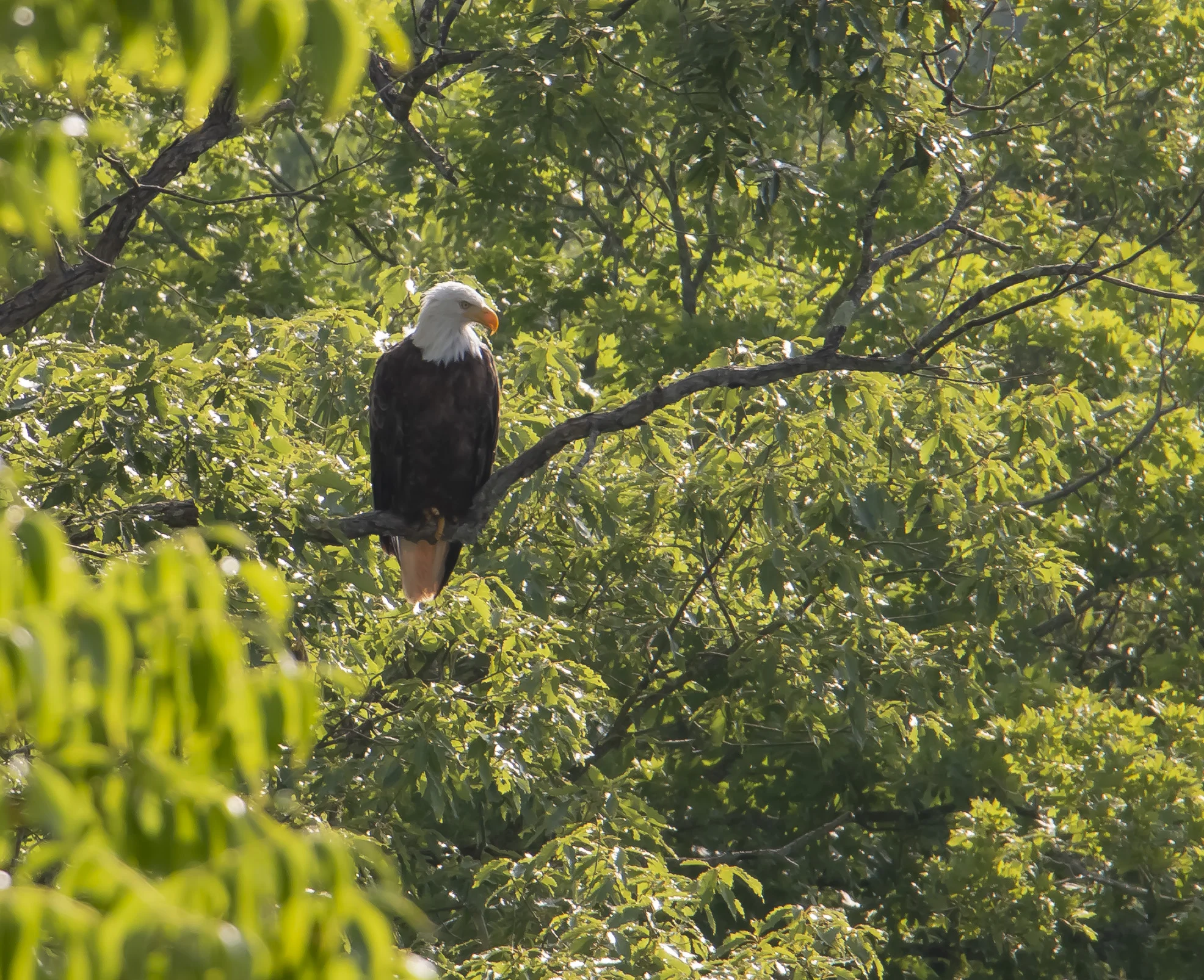 Art Reference - Bald Eagle