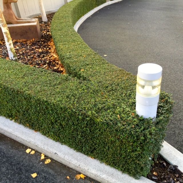 Boxwood Blog The Louise Log