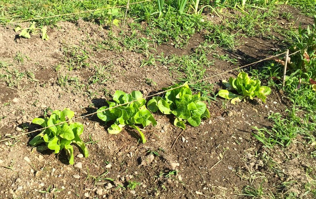 lettuce, the AFTER (You can't see this but these plants are four times the size of those in the BEFORE picture.)