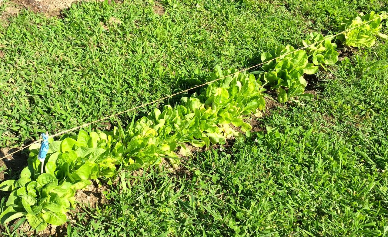 I hardly made a dent in thinning out the row. 
