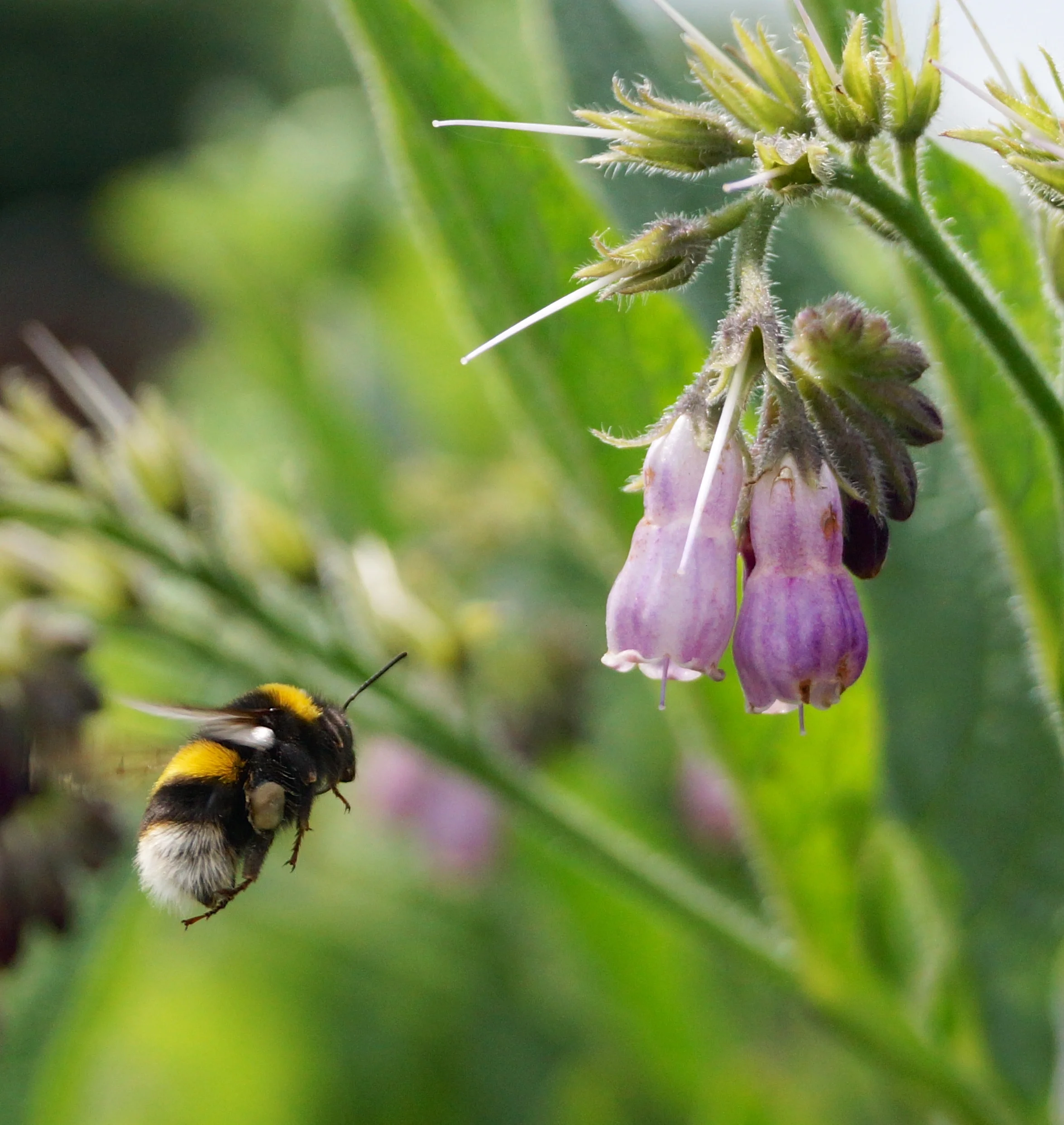 bee.jpg