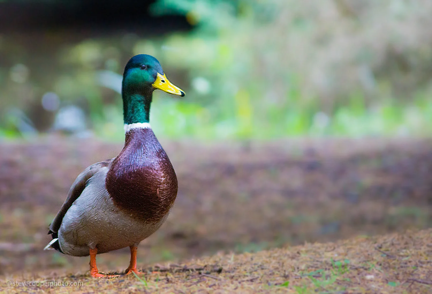 duck.jpg