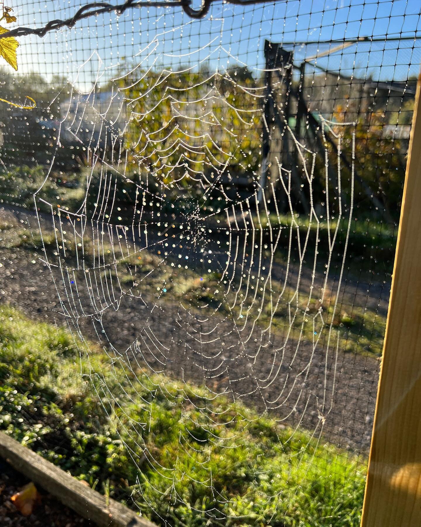 First frost down at the allotment #frost #allotment