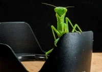 Bug squashing and other delights