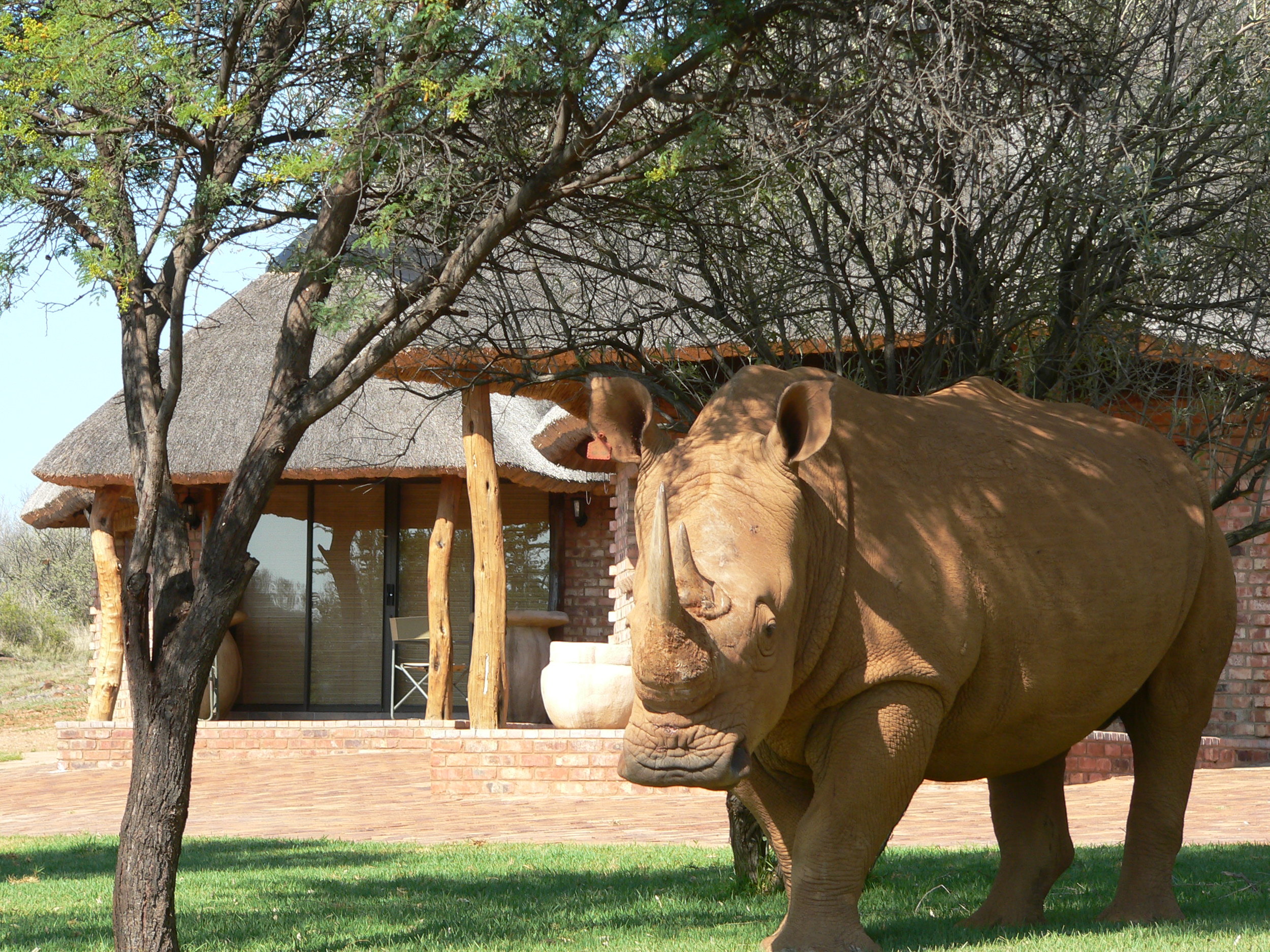 Rhino in the Camp
