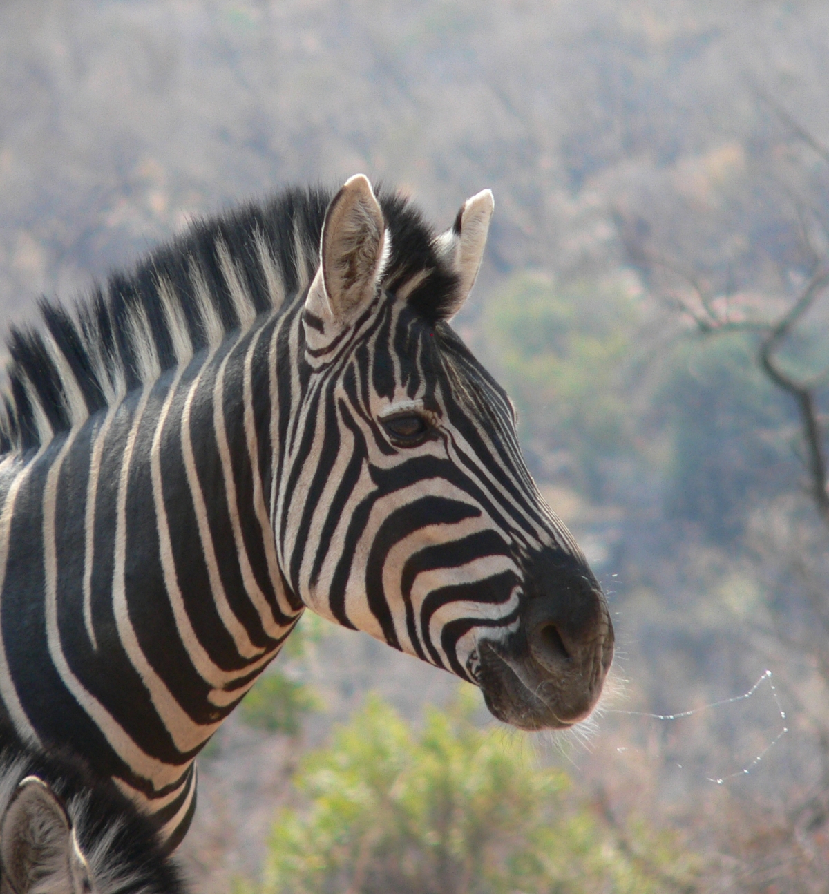 zebra01.jpg