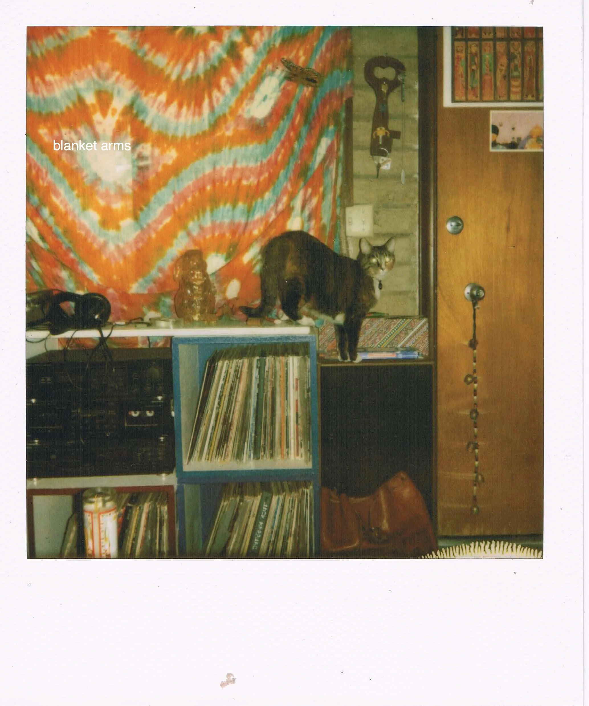 Arizona Cat