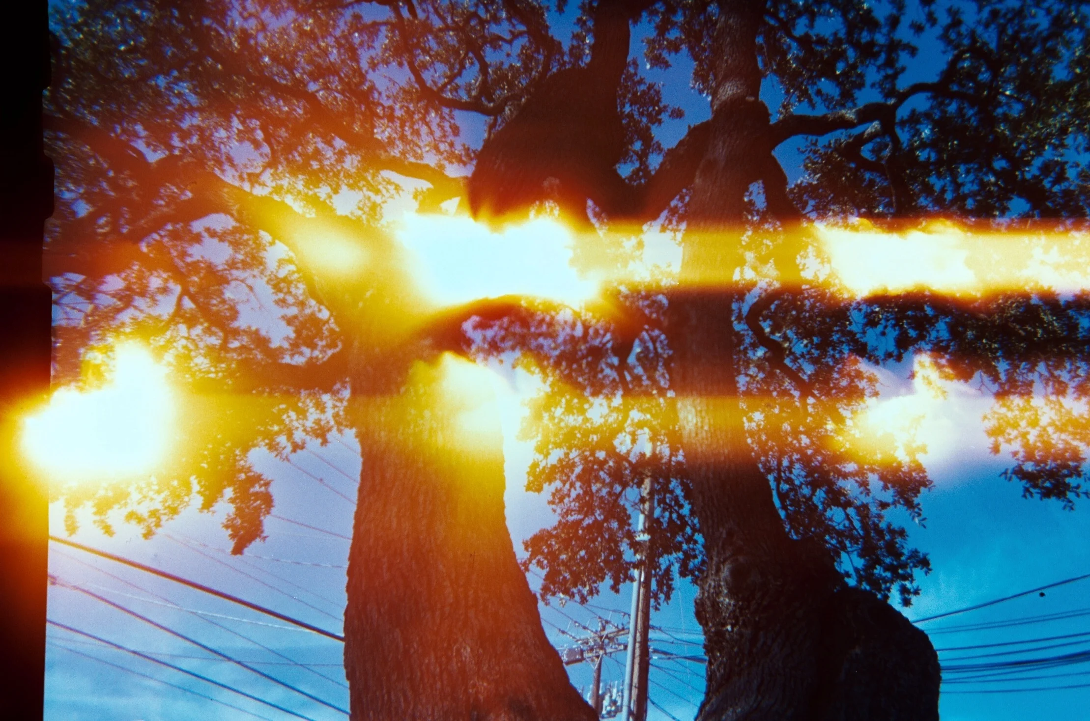 tree and powerlines.JPG