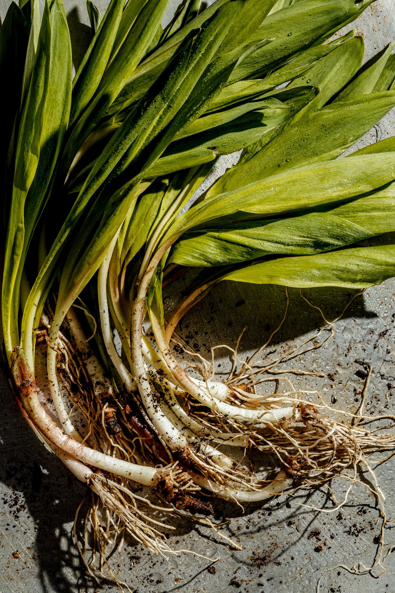 Ramps06765 copy.jpg