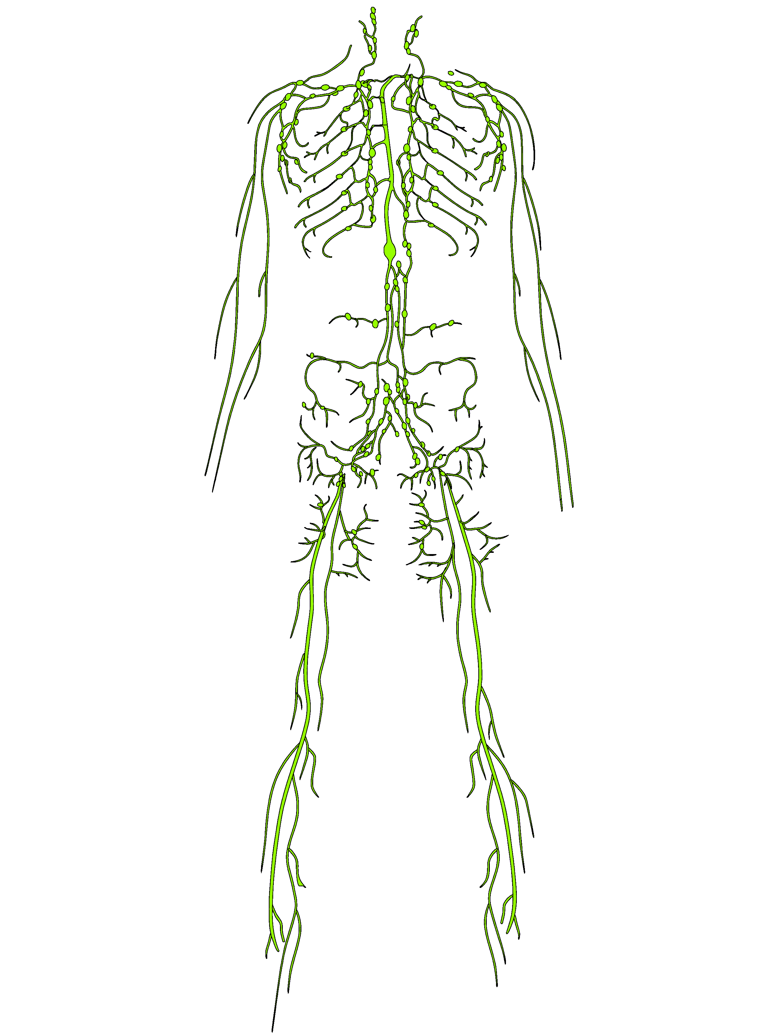 lymphatic system.gif