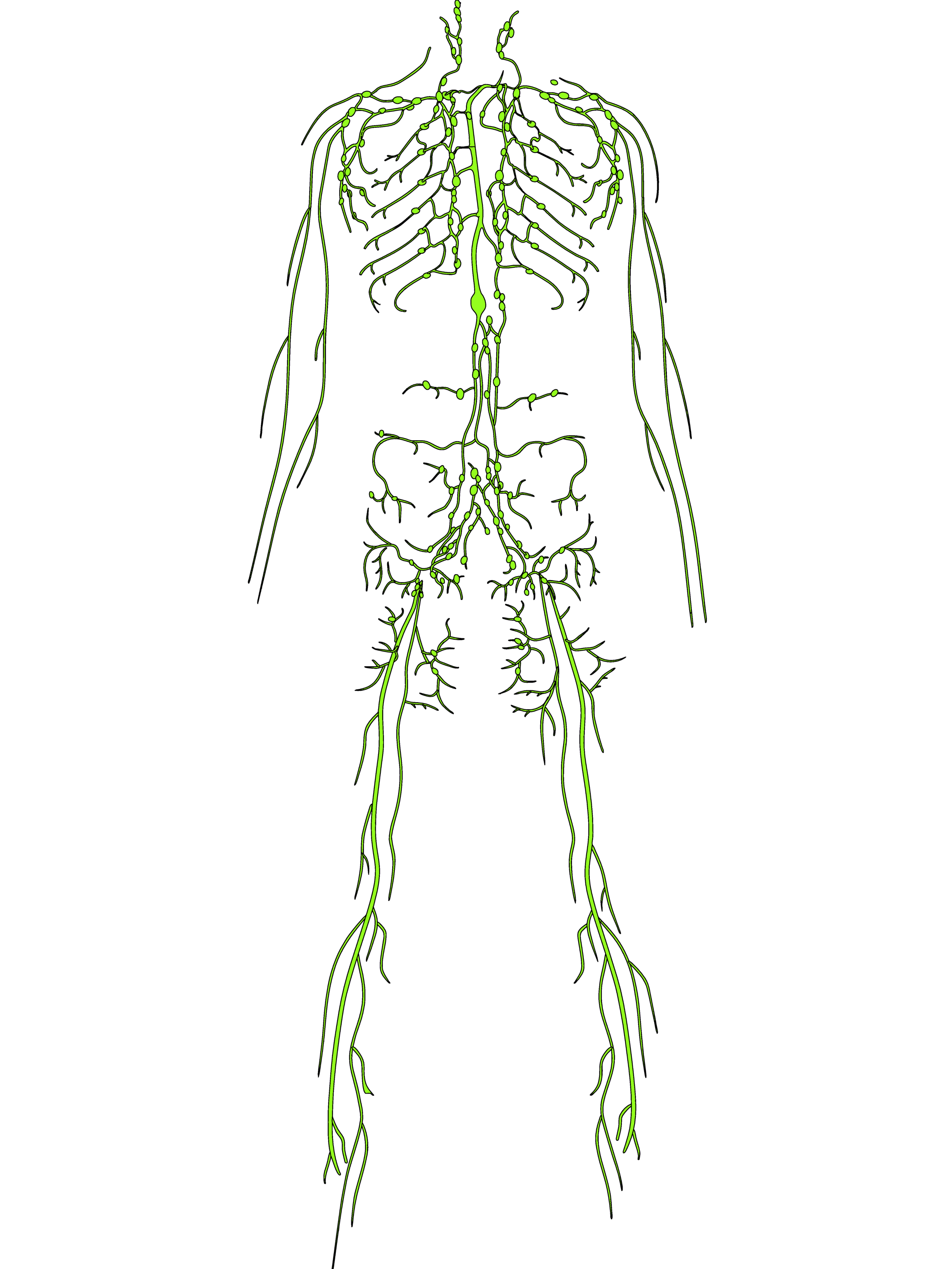 Lymphatic System Png