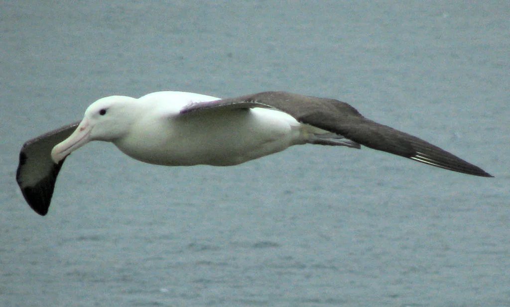 albatross2.jpg