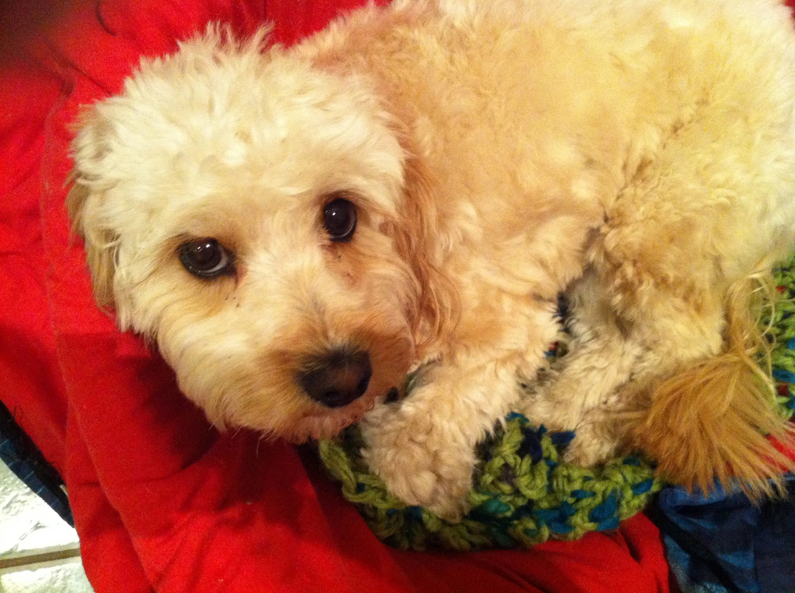 Spike the wonderdog