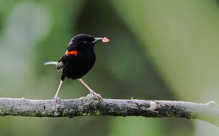 Image by Tony Ashton