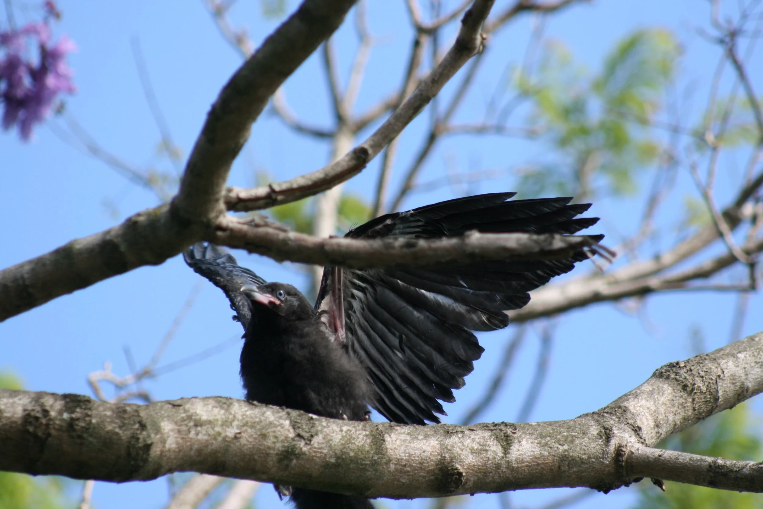 The TRUE story of the baby crow