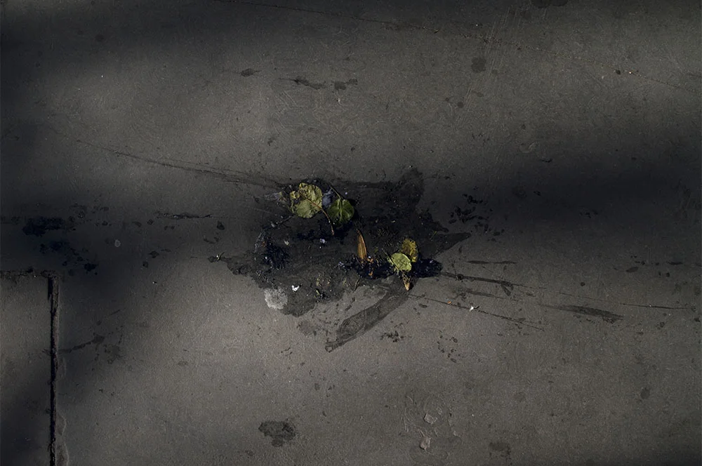 splat_1000x664_0016_swick.jpg