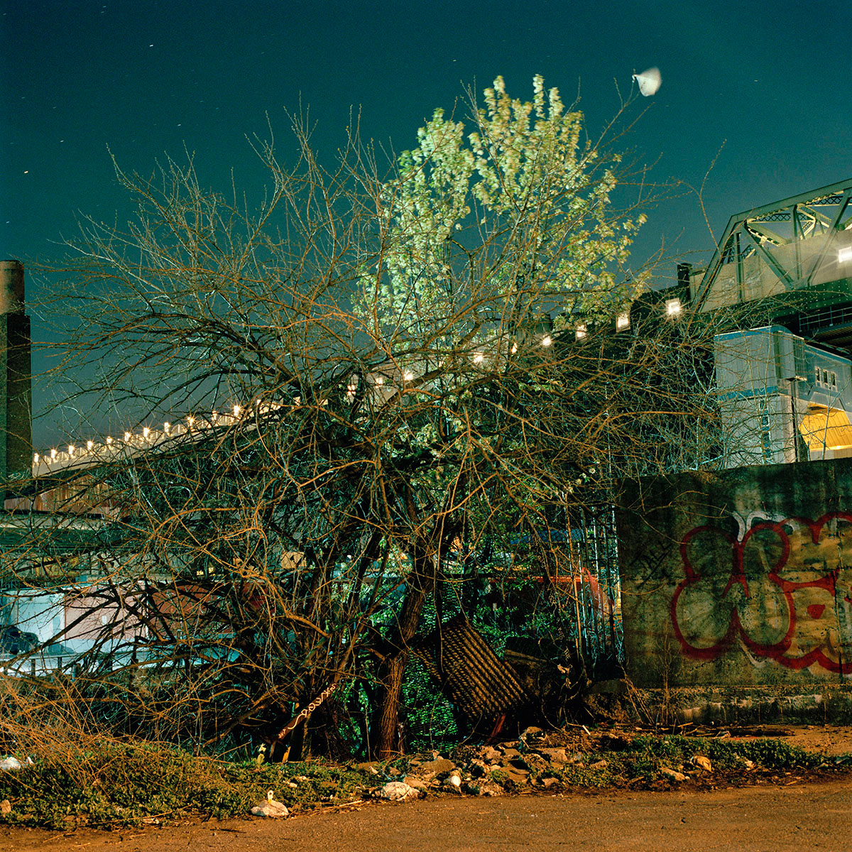 06_Gowanus_Wild_Spring_Tangle.jpg