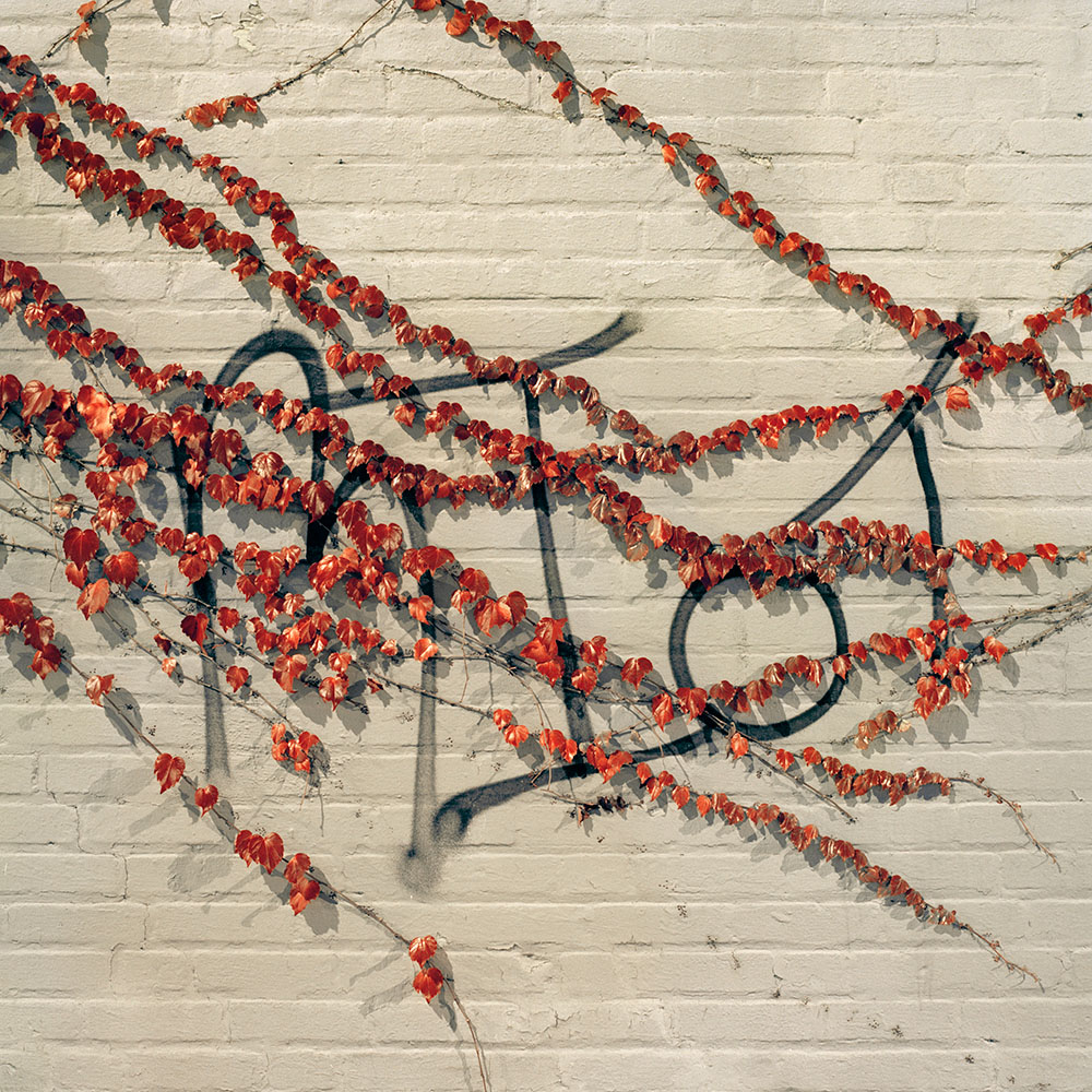 Gowanus_Wild_Red_Vines.jpg