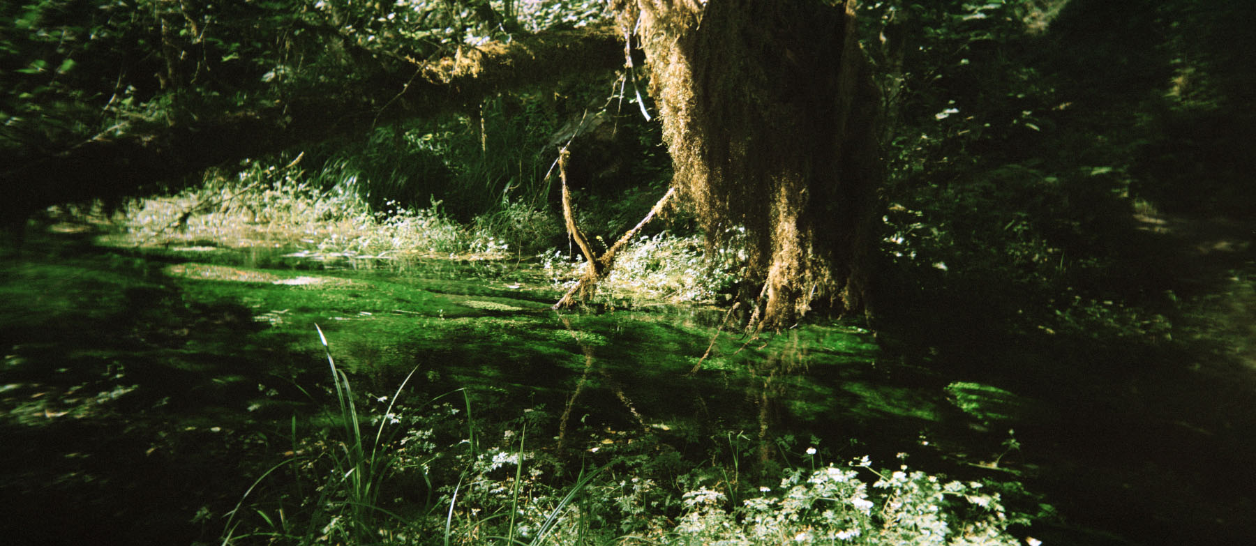 Hoh Stream, 2014