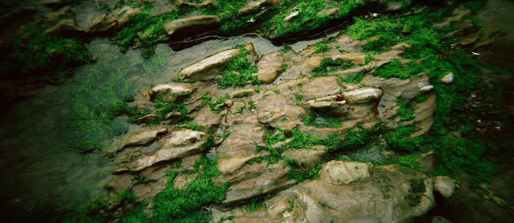 Tide Moss, 2014