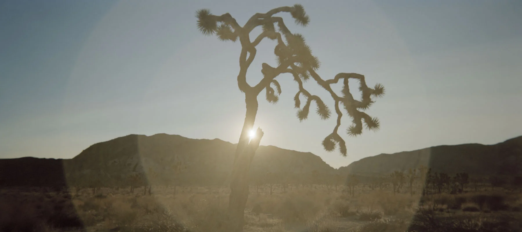 J-Tree, 2013