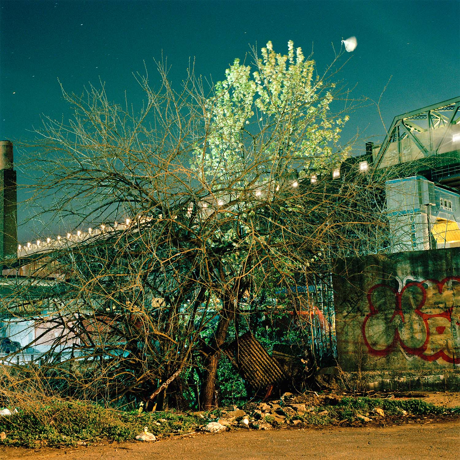 Spring Tangle, 2013