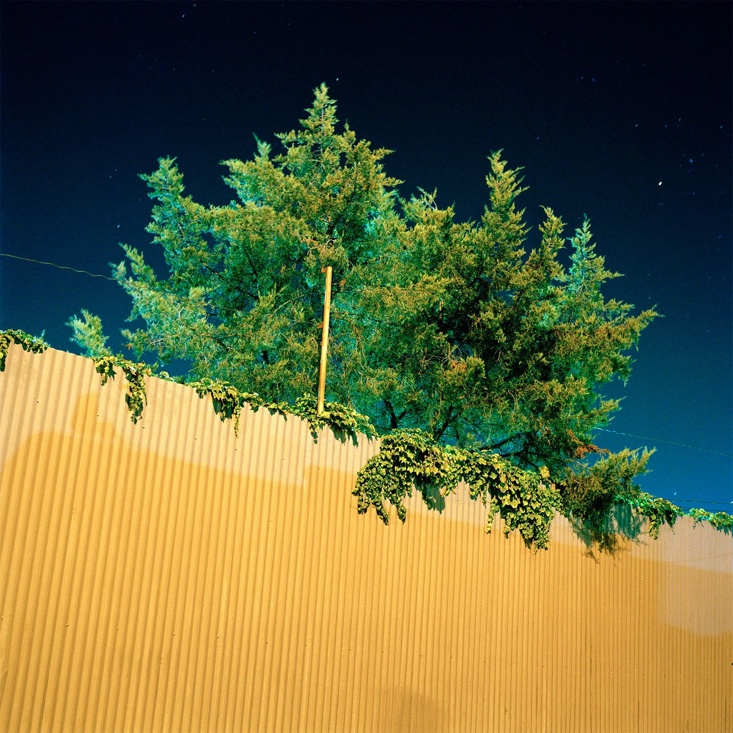 Fluorescent Tree, 2013
