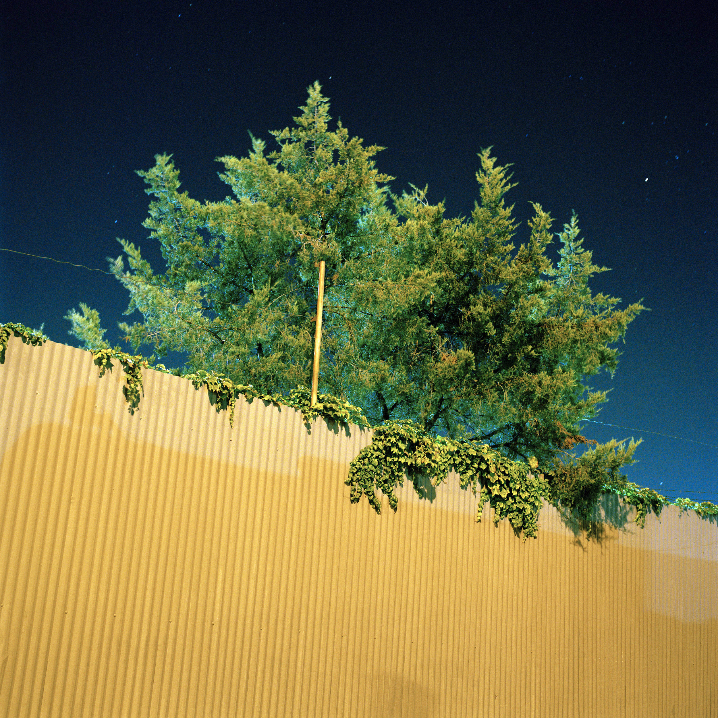 38_fluorescent_tree.jpg